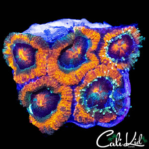 ULTRA ACAN MORPH MINI COLONY