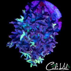 CK MAGNETO MUSHROOM