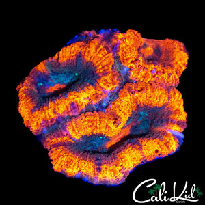 ULTRA ACAN LORD TRIPLE