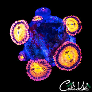 SAKURA TYPE ZOA MINI COLONY