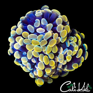 GOLDEN BRANCHING HAMMER