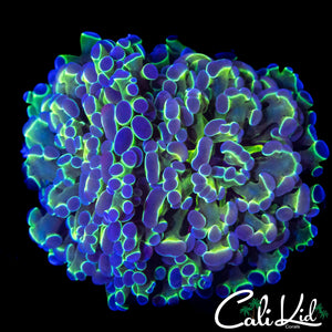 FAUX HOLOGRAM HAMMER