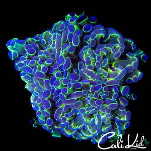 FAUX HOLOGRAM HAMMER