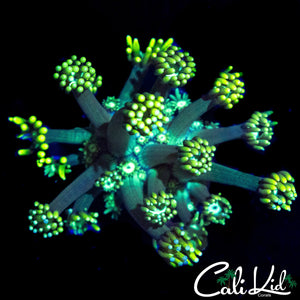 ULTRA LEMON LIME GONI