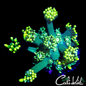 ULTRA LEMON LIME GONI