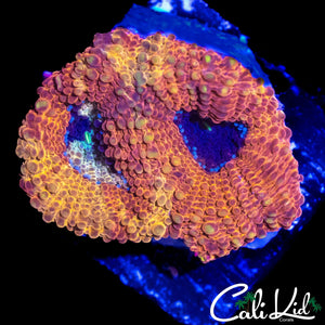 ULTRA RAINBOW FAVIA