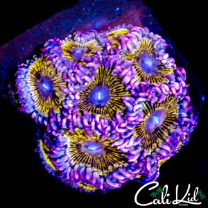 STRATOCASTER TYPE ZOA COLONY