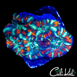 CANDY CANE ACAN MINI COLONY