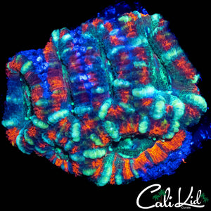CANDY CANE ACAN MINI COLONY