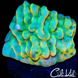 RAINBOW PHOENIX MONTI