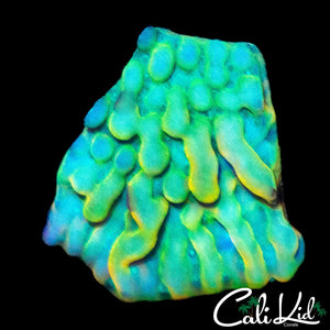 RAINBOW PHOENIX MONTI