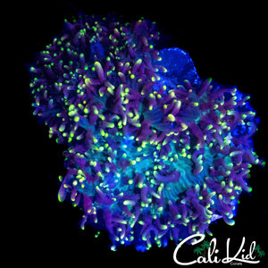 FUZZY WUZZY MUSHROOM DOUBLE