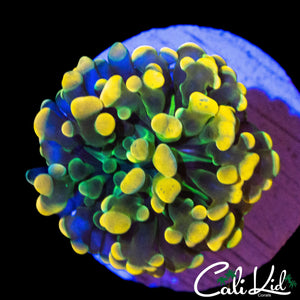AQUACULTURED RAINBOW BRANCHING HAMMER