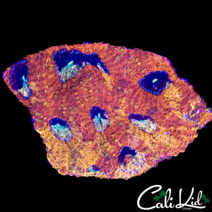 RARE PATTERN FAVIA CHUNK