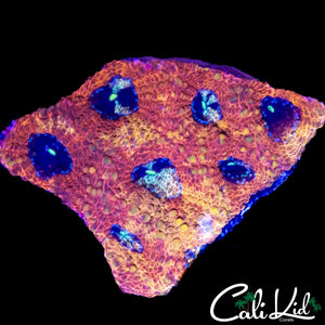 RARE PATTERN FAVIA CHUNK
