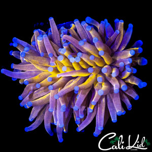 MALAYSIAN MYSTERY TORCH