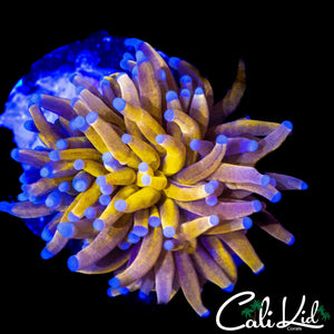MALAYSIAN MYSTERY TORCH
