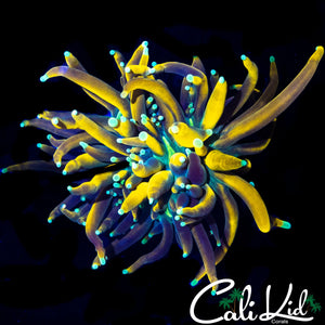 BEAUTIFUL TIGER TYPE MORPH TORCH