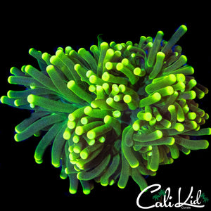 ULTRA BI COLOR TORCH