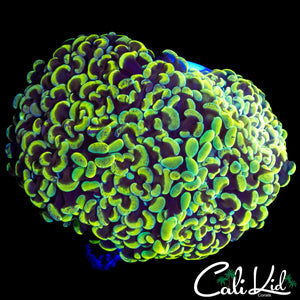 BI COLOR HYRBID HAMMER