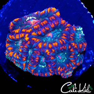 ULTRA ACAN MINI COLONY