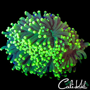 ULTRA BI COLOR (2 HEADS)