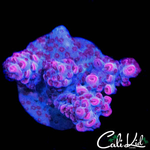 HIGHLIGHTER PINK POLYP ACRO