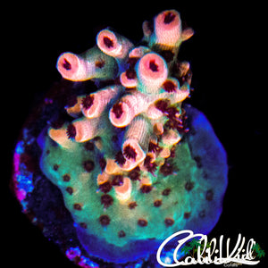 CK WATERMELON SUGA ACRO