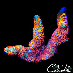 BUBBLE GUM DIGI CHUNK