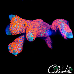 BUBBLE GUM DIGI CHUNK