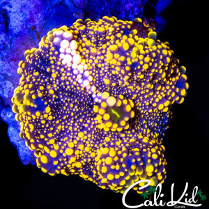 LARGE WHITE STRIPE BUBBLE YUMA