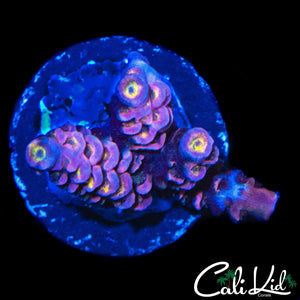 INSANE RAINBOW TENIUS