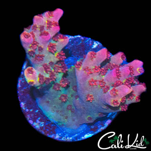 MYSTERY RAINBOW ACRO