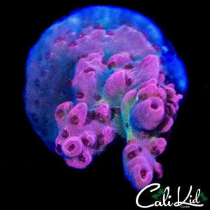CK WATERMELON SUGA ACRO
