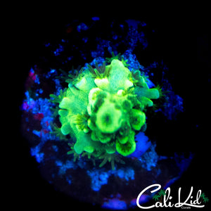 BUMBLE BEE TENIUS
