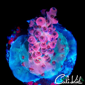 MYSTERY ACRO
