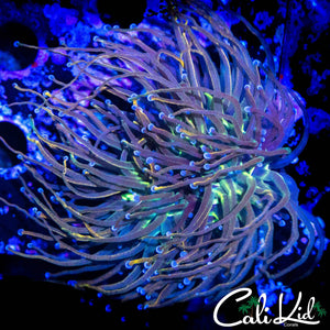 XL AQUACULTURED MEDUSA TORCH