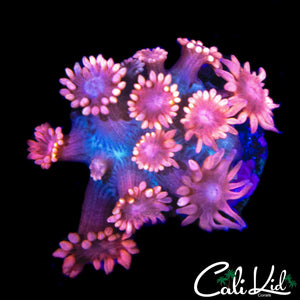 PINK PASSION GONI