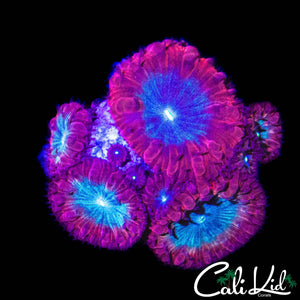 BLUE RAVEN BLASTO MINI COLONY