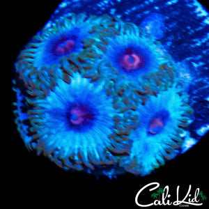 PINK EYE ZOA QUAD