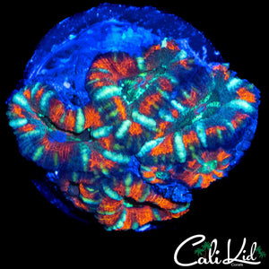 WHITE STRIPE ACAN MINI COLONY