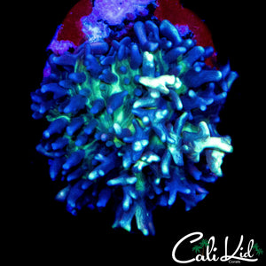 CK MAGNETO MUSHROOM