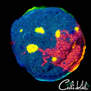 SC DYNAMITE CHALICE COLONY