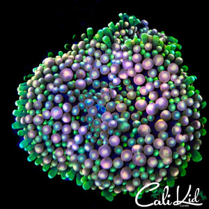 XXL GRAPE ST BOUNCE RIC