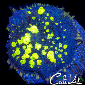 CK BLUE THUNDER BOUNCE SHROOM
