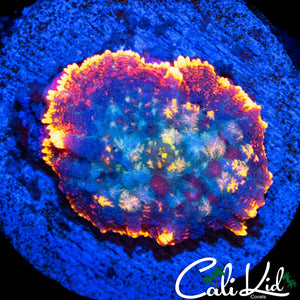 FIREBALL WINDOW PANE SHROOM