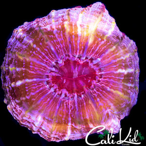 FLAMETHROWER INDOPHYLLIA