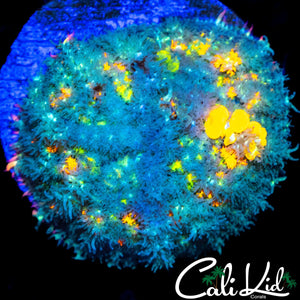 SUPER COOL MYSTERY BOUNCE SHROOM