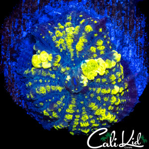 CK BLUE THUNDER BOUNCE SHROOM