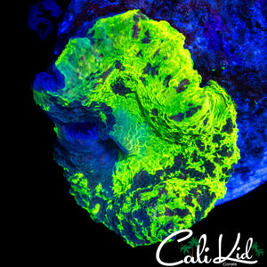 KRYPTONITE MUSHROOM